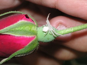 A white Golden-Rod Spider on a rose flower